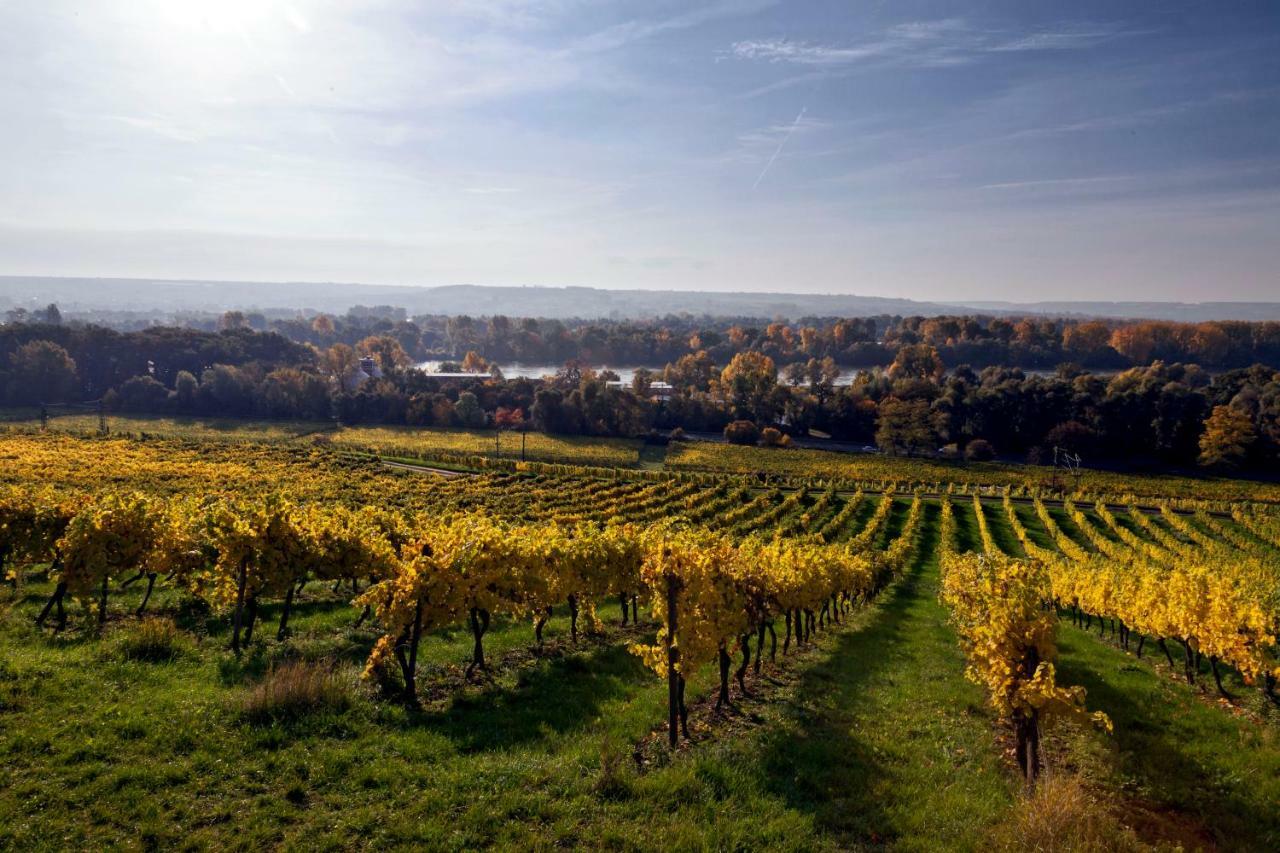 Hotel Trapp Ruedesheim am Rhein Ngoại thất bức ảnh